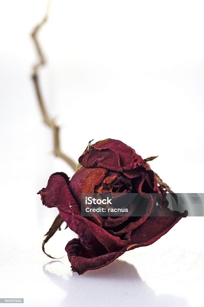 Withered Rote Rose - Lizenzfrei Abgestorbene Pflanze Stock-Foto