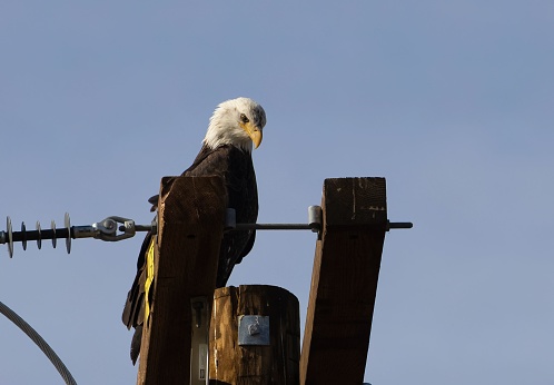 A Bald Eagle perched on a power pole against a blue sky