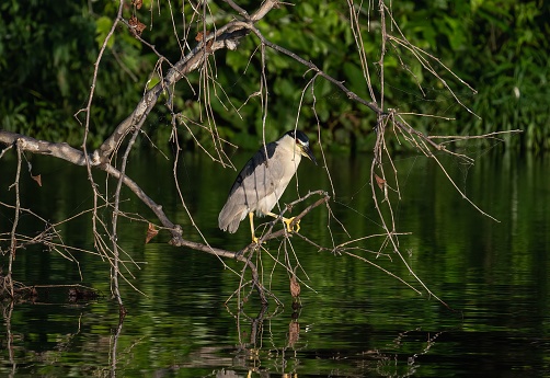 A closeup of a Black-crowned night heron perched on a tree branch above a lake