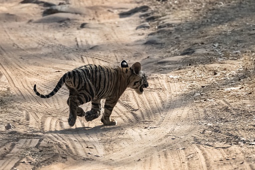 A wild baby tiger, two months old, crossing the dirt road in the forest in India, Madhya Pradesh