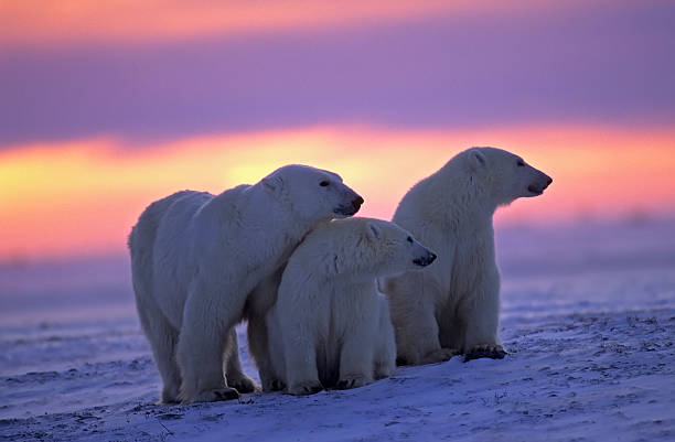 istock Polar bear with her cubs in Canadian Arctic sunset 144317737