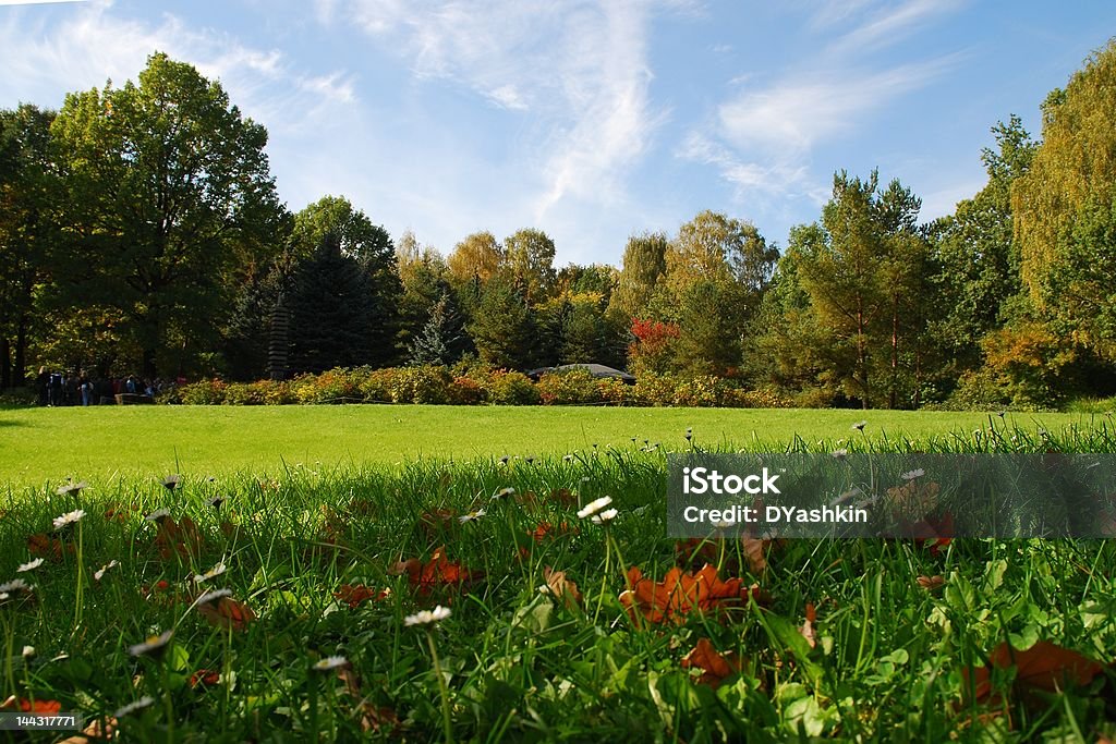 autumn wood Blick - Lizenzfrei Ast - Pflanzenbestandteil Stock-Foto