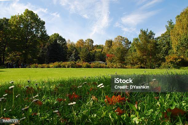 Autumn Wood Blick Stockfoto und mehr Bilder von Ast - Pflanzenbestandteil - Ast - Pflanzenbestandteil, Baum, Blatt - Pflanzenbestandteile