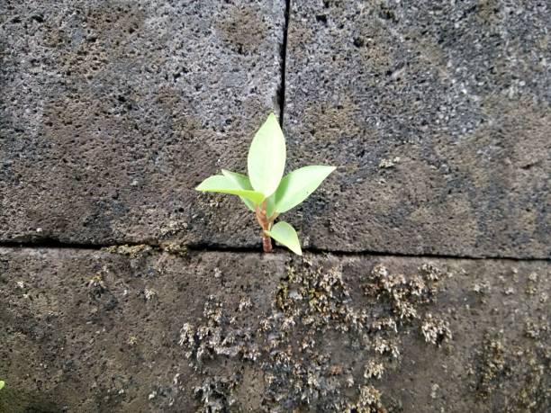 istock Plant growing on the wall 1443177826