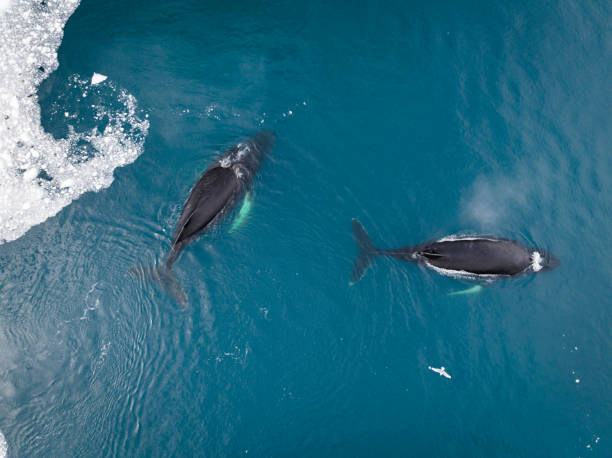 istock humpback whales resting near big icerbergs 1443177888