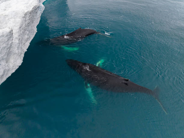 istock humpback whales resting near big icerbergs 1443177906