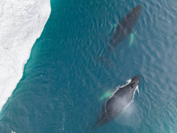 istock humpback whales resting near big icerbergs 1443177935
