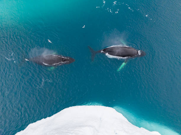 istock humpback whales resting near big icerbergs 1443177943
