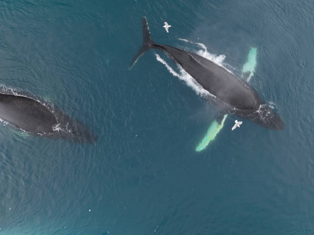 istock humpback whales resting near big icerbergs 1443177961