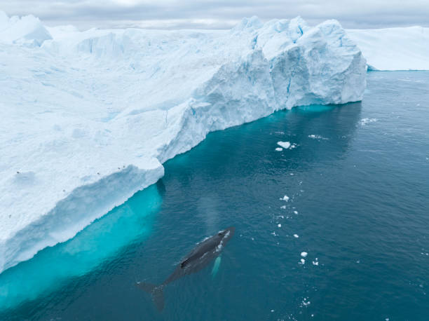 istock humpback whales resting near big icerbergs 1443177970
