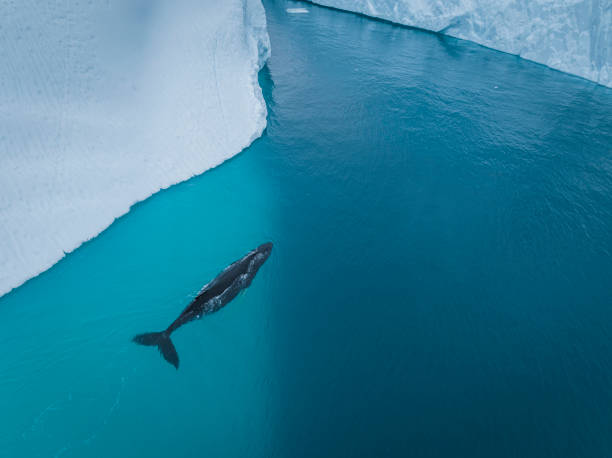 istock humpback whales resting near big icerbergs 1443177974
