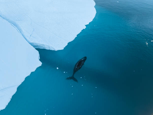istock humpback whales resting near big icerbergs 1443177979