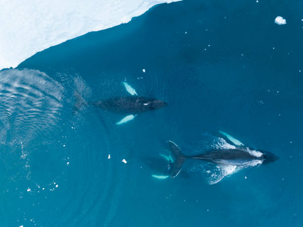 istock humpback whales resting near big icerbergs 1443178004