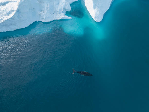 istock humpback whales resting near big icerbergs 1443178005