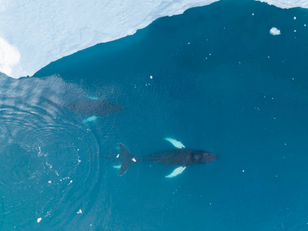 istock humpback whales resting near big icerbergs 1443178017