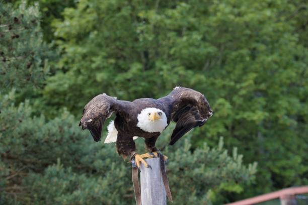 istock Scenic view of a bald eagle with a yellow beak in a blurred trees background 1443178035