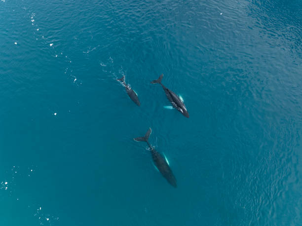 istock humpback whales resting near big icerbergs 1443178040