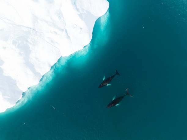 istock humpback whales resting near big icerbergs 1443178056