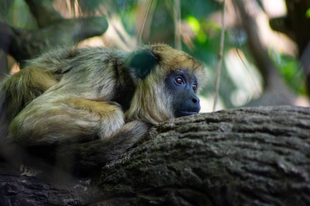 istock Selective focus of a sad sister howler monkey lying on a brach with blurred background 1443178207