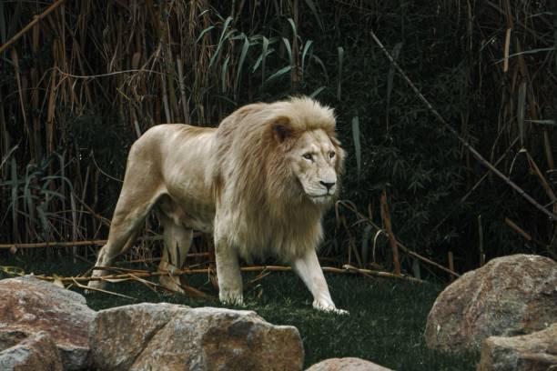 istock Transvaal lion standing near huge rocks in the wilderness 1443178345