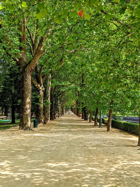 istock Beautiful garden with a walk path and lush green trees on both sides 1443178804