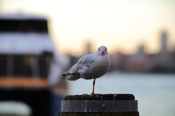 istock Shallow focus of an adorable seagull perching on the pole 1443178810