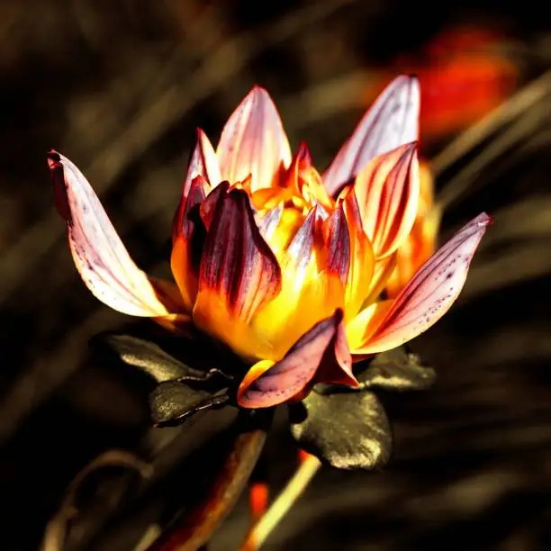 A close-up shot of a golden lotos in a blur