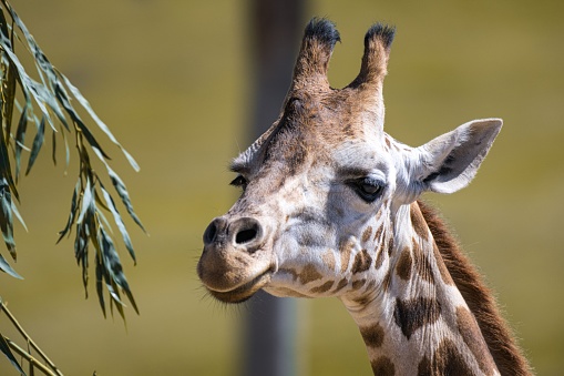 A close-up shot of a giraffe head