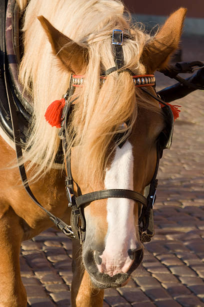 istock Cart-Horse 144317928