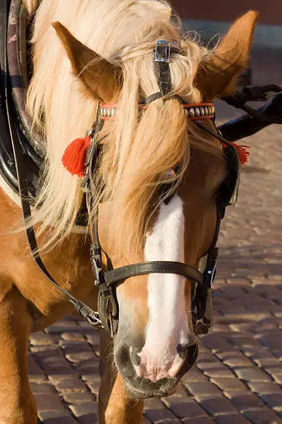 A cart-horse on a stone paved square