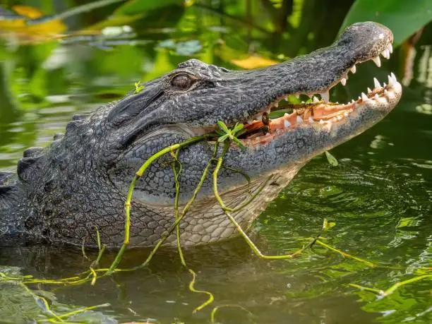 Photo of Close-up shot of an American alligator in the wetlands