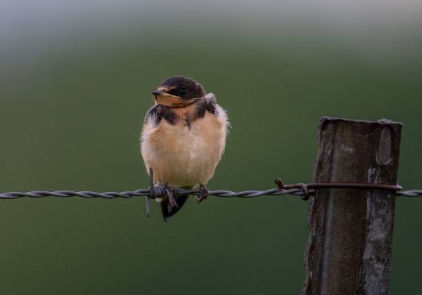 istock Beautiful shot of a barn swallow on a wire 1443180426