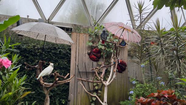 istock White parrot sitting on a branch in Bloedel Conservator among umbrellas and plants 1443180430