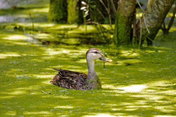 mottled duck floating in the shade - gevlekte eend stockfoto's en -beelden