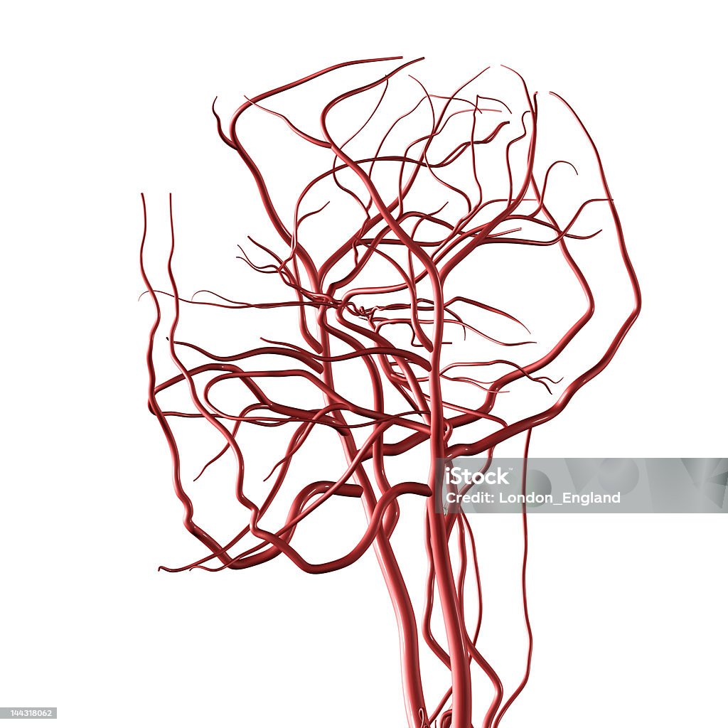 頭と首の動脈(XXL - リマインダーのロイヤリティフリーストックフォト