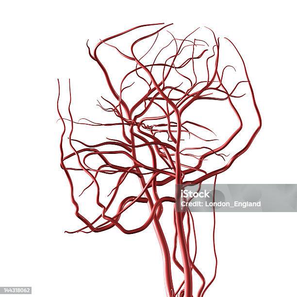 Głowa I Szyja Tętnic Xxl - zdjęcia stockowe i więcej obrazów Białe tło - Białe tło, Krążenie krwi, Nostalgia