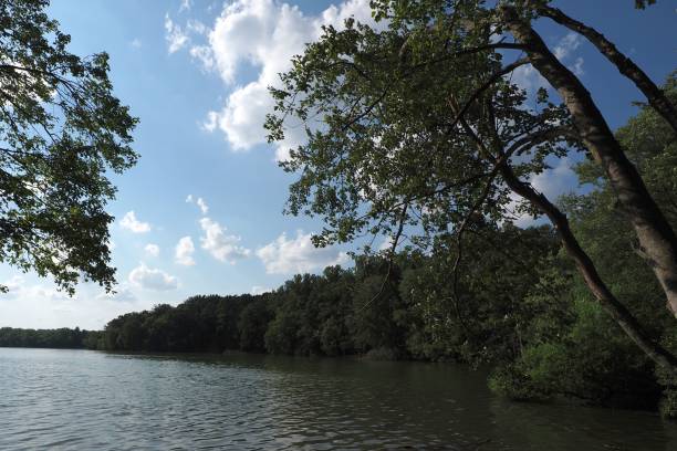 istock Calm lake surrounded by trees in a forest 1443181009