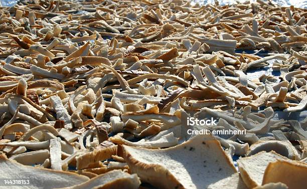 Foto de Deserto De Ossos Dryed Pedaços De Pão e mais fotos de stock de Abandonado - Abandonado, Comparação, Conformidade