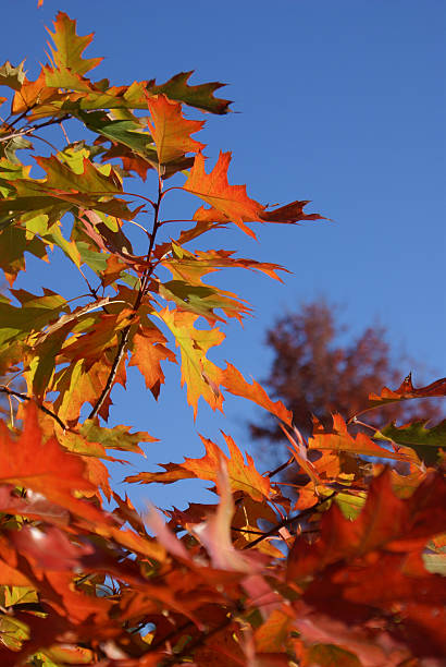 Autumn Maple Leaves stock photo