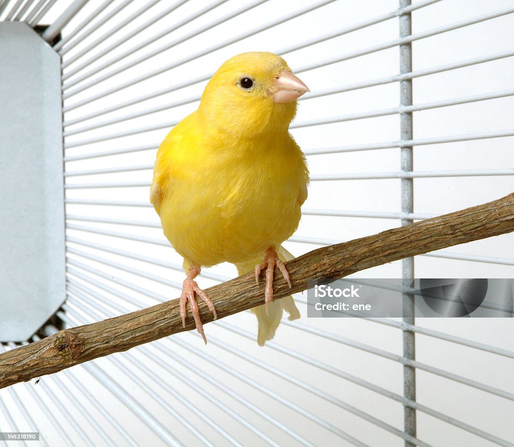 Canary a yellow canary in his cage Canary Bird Stock Photo