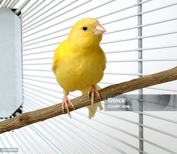 Canary Stock Photo - Download Image Now - Canary Bird, Birdcage, Cage