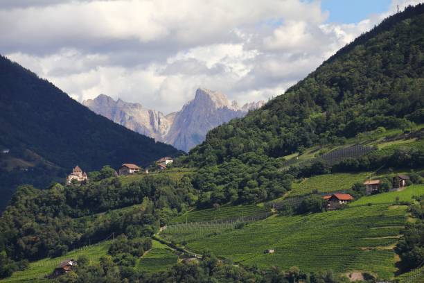 istock Valley filled with several vineyards surrounded by tall mountains 1443182221