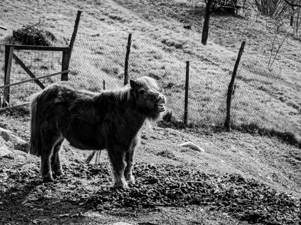 Grayscale shot of a cute pony in a paddock
