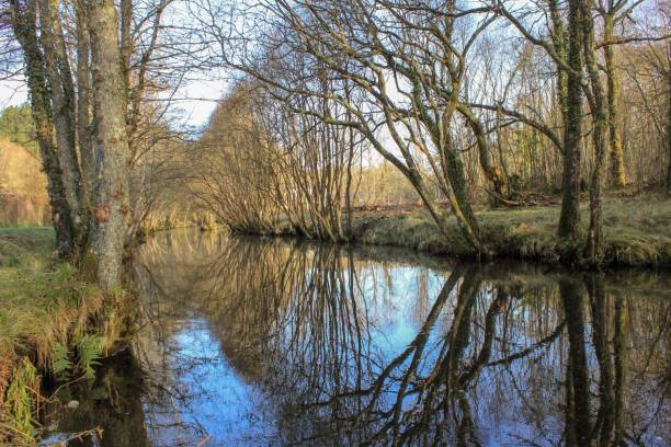 istock trees reflected in the river Madalena in Galicia 1443182674