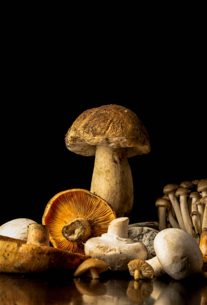 istock Different kinds of mushrooms against black background 1443182834