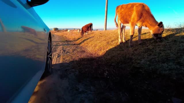 Car wheel spinning on mountain dirt road and sunset lights streaming POV