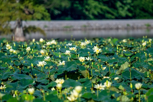 A beautiful shot of charming white lotuses