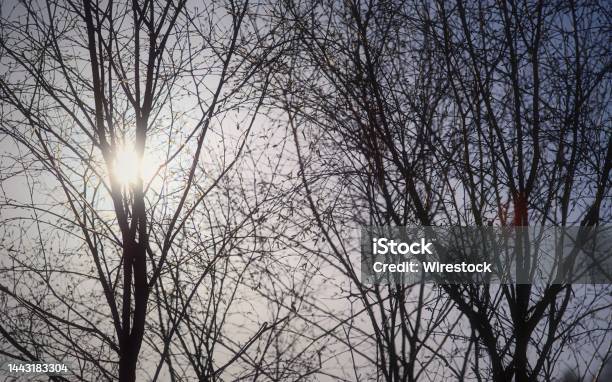 Sun Behind Trees Glen Affric Stock Photo - Download Image Now - Abstract, Branch - Plant Part, Cold Temperature