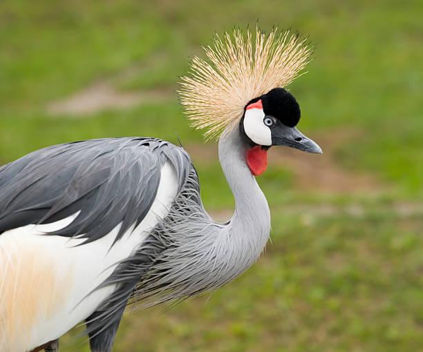 Gray East African crowned crane