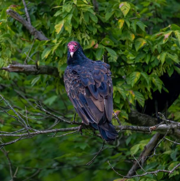 istock Closeup of a Turkey vulture perched on a green tree branch 1443183911